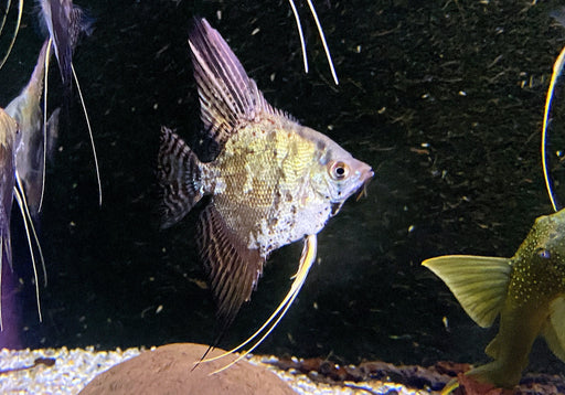 Skalar 'blue chocolate' - Pterophyllum scalare