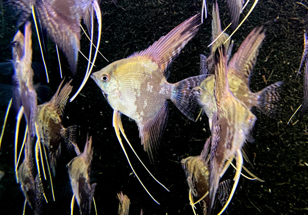 Skalar 'blue chocolate' - Pterophyllum scalare