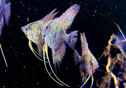 Skalar 'blue chocolate' - Pterophyllum scalare