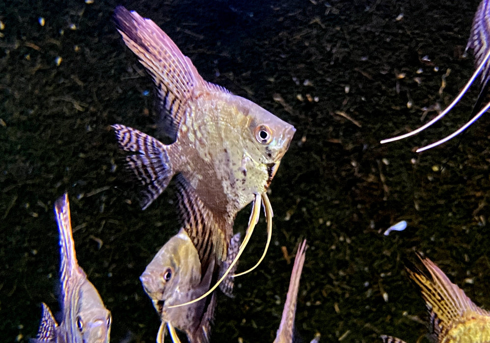 Skalar 'blue chocolate' - Pterophyllum scalare