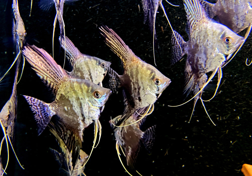 Skalar 'blue chocolate' - Pterophyllum scalare