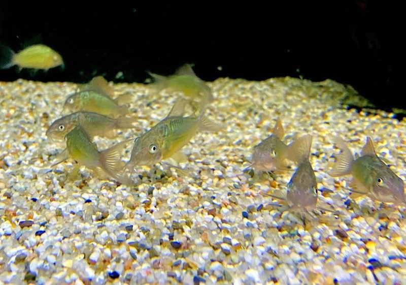 Smaragd-Panzerwels M - Corydoras Brochis splendens aqua-teck