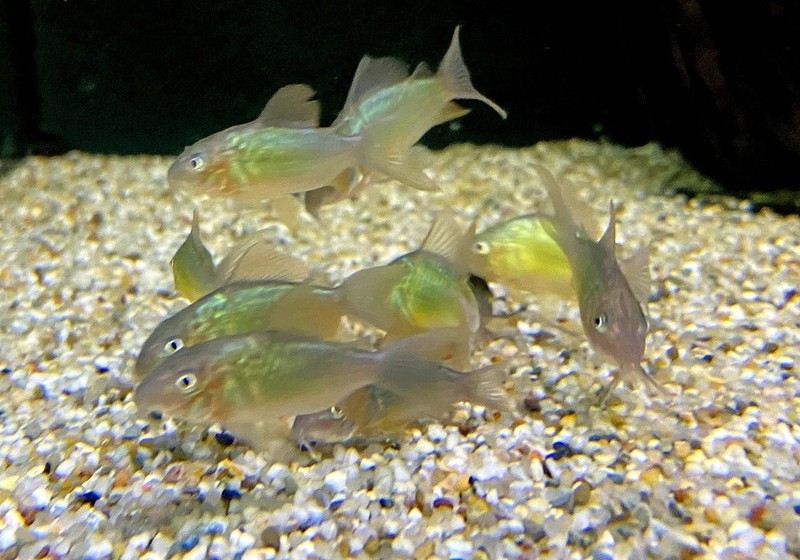 Smaragd-Panzerwels M - Corydoras Brochis splendens aqua-teck