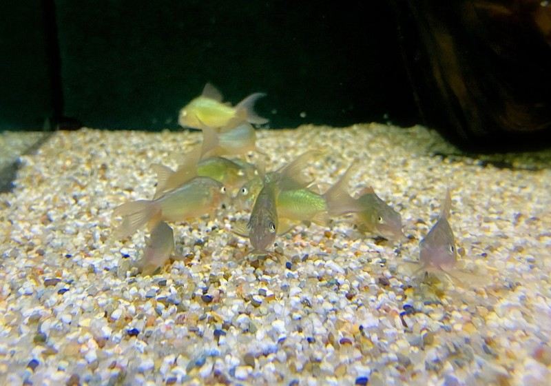 Smaragd-Panzerwels M - Corydoras Brochis splendens aqua-teck