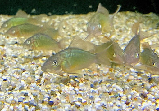 Smaragd-Panzerwels M - Corydoras Brochis splendens aqua-teck