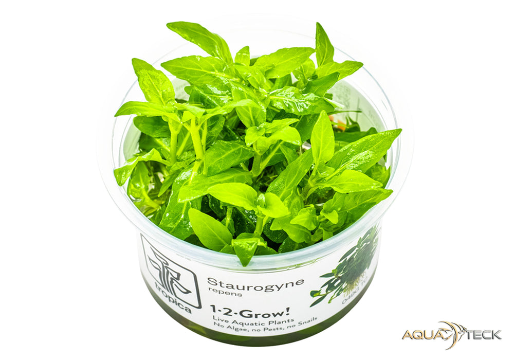 Staurogyne repens (InVitro)