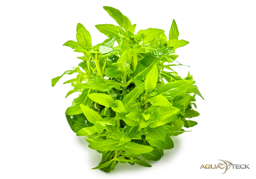 Staurogyne repens (InVitro)