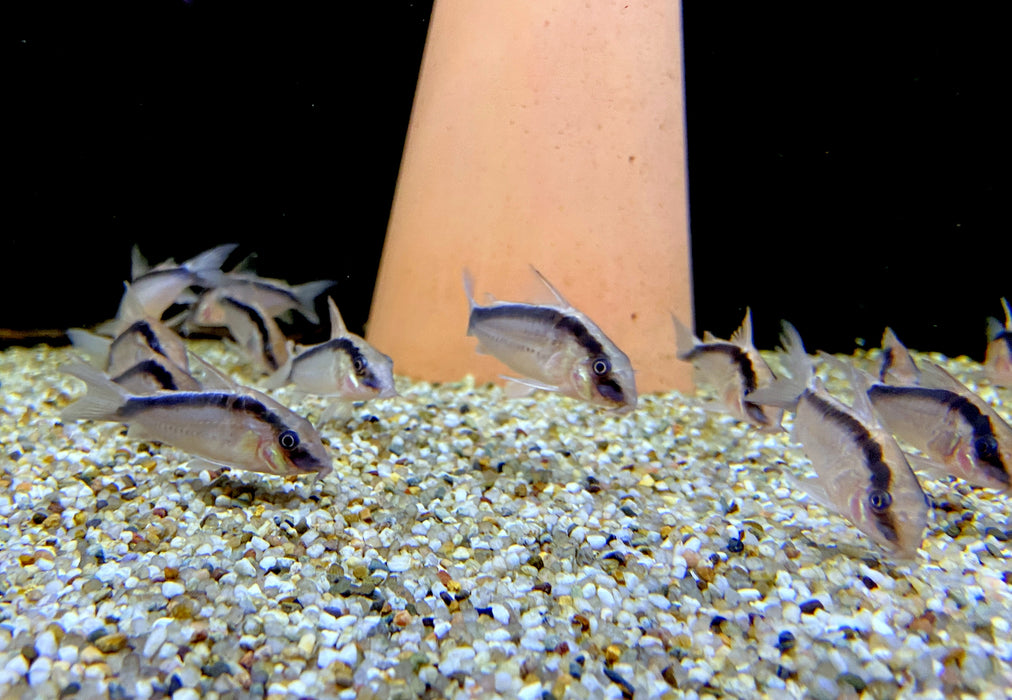 Stromlinienpanzerwels (WF)  XL - Brochis (Corydoras) arcuatus