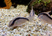 Stromlinienpanzerwels (WF)  XL - Brochis (Corydoras) arcuatus