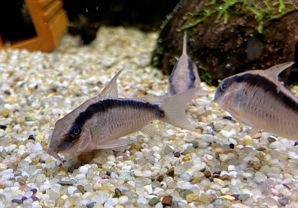 Stromlinienpanzerwels (WF)  XL - Brochis (Corydoras) arcuatus