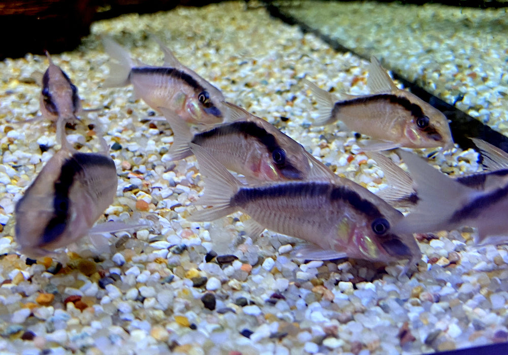 Stromlinienpanzerwels (WF)  XL - Brochis (Corydoras) arcuatus