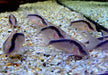 Stromlinienpanzerwels (WF)  XL - Brochis (Corydoras) arcuatus