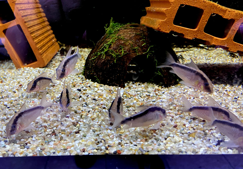 Stromlinienpanzerwels (WF)  XL - Brochis (Corydoras) arcuatus