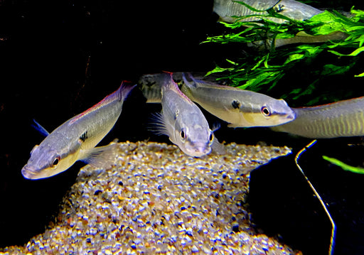 Svens Hechtbuntbarsch - Saxatilia (Crenicichla) sveni