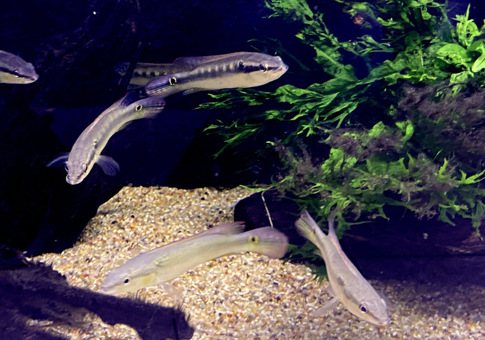 Svens Hechtbuntbarsch - Saxatilia (Crenicichla) sveni