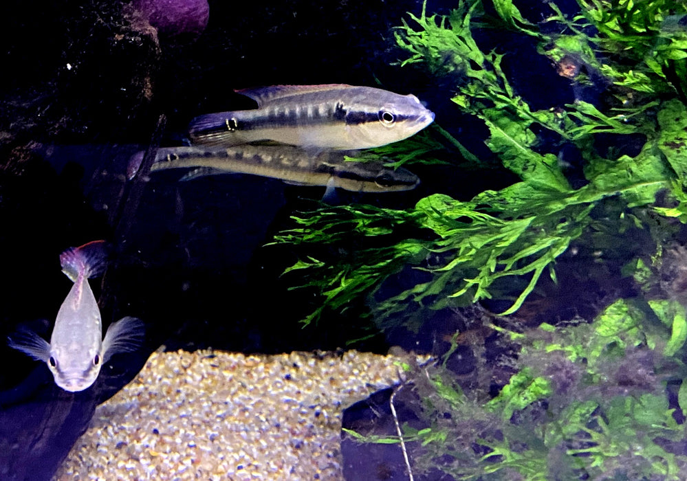 Svens Hechtbuntbarsch - Saxatilia (Crenicichla) sveni