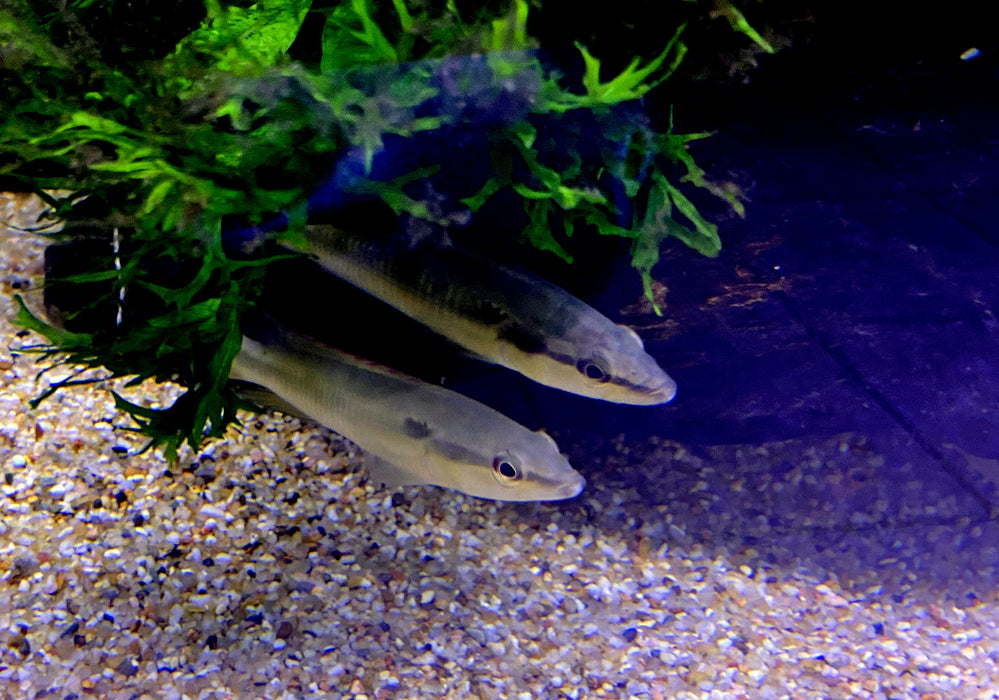 Svens Hechtbuntbarsch - Saxatilia (Crenicichla) sveni