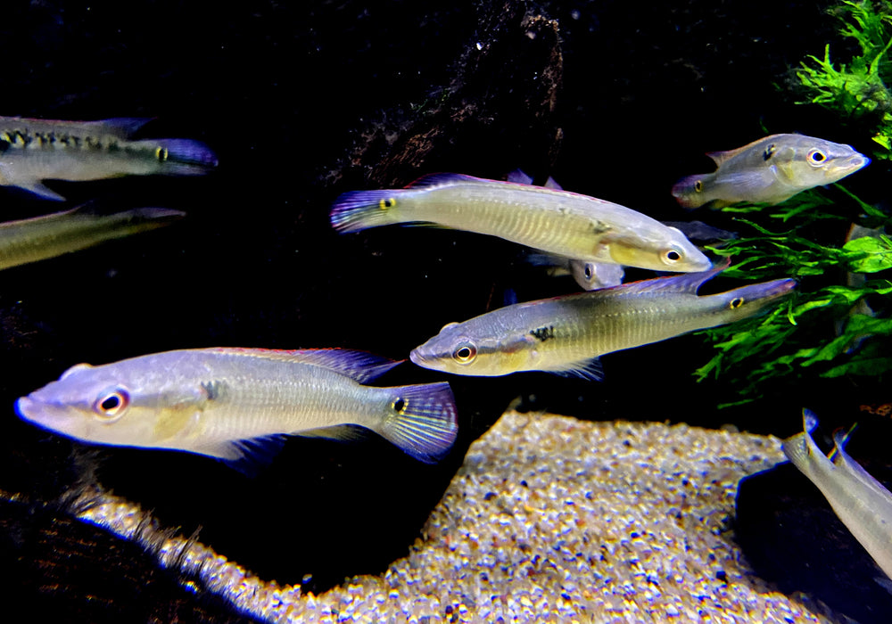 Svens Hechtbuntbarsch - Saxatilia (Crenicichla) sveni