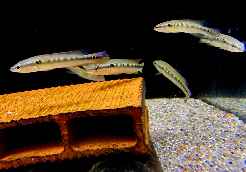 Svens Hechtbuntbarsch (WF) - Saxatilia (Crenicichla) sveni