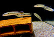 Svens Hechtbuntbarsch (WF) - Saxatilia (Crenicichla) sveni