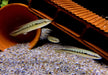 Svens Hechtbuntbarsch (WF) - Saxatilia (Crenicichla) sveni