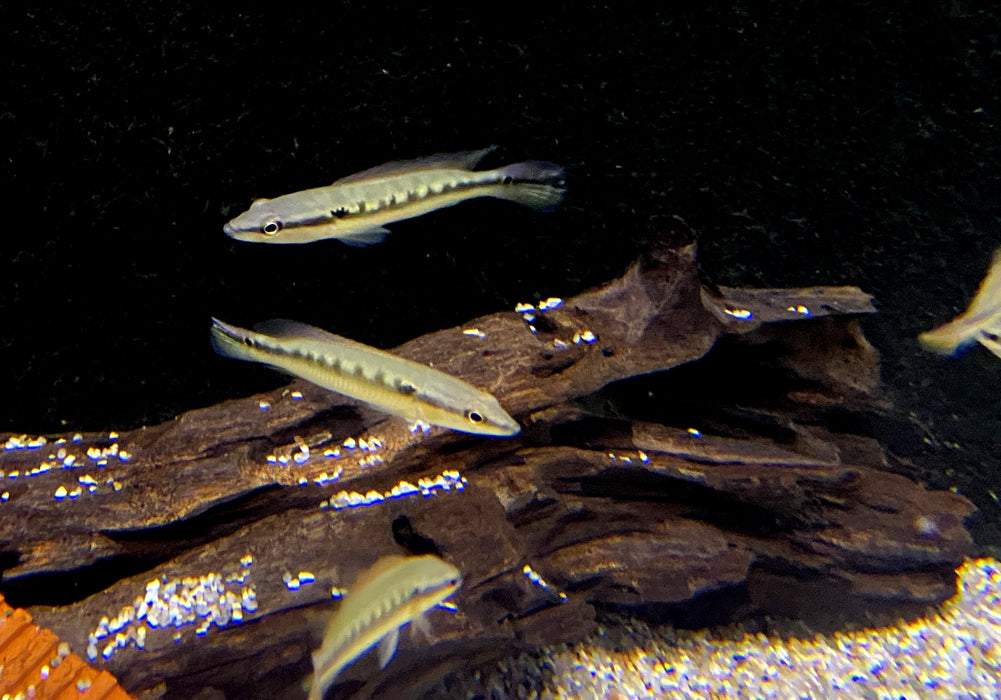 Svens Hechtbuntbarsch (WF) - Saxatilia (Crenicichla) sveni