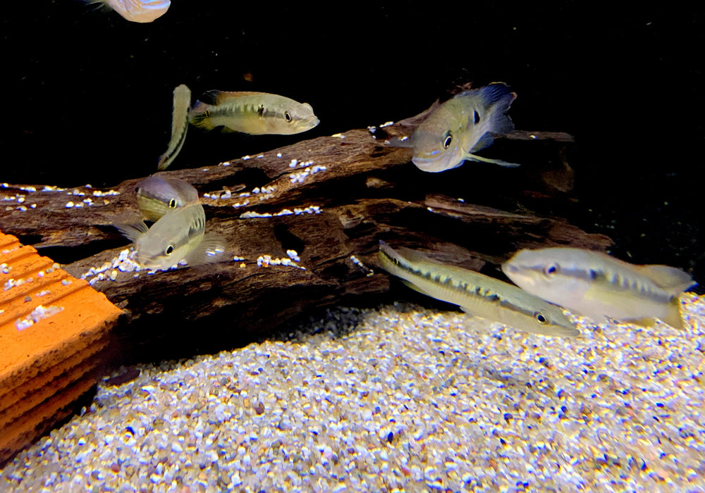 Svens Hechtbuntbarsch (WF) - Saxatilia (Crenicichla) sveni