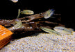 Svens Hechtbuntbarsch (WF) - Saxatilia (Crenicichla) sveni
