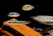 Svens Hechtbuntbarsch (WF) - Saxatilia (Crenicichla) sveni