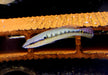 Svens Hechtbuntbarsch (WF) - Saxatilia (Crenicichla) sveni