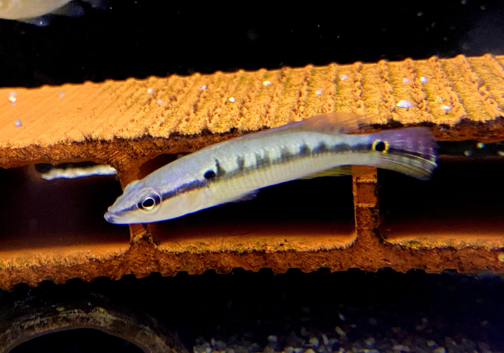 Svens Hechtbuntbarsch (WF) - Saxatilia (Crenicichla) sveni