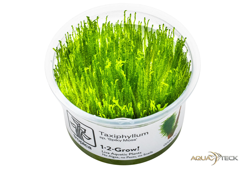 Taxiphyllum sp. 'spiky moss' (InVitro)