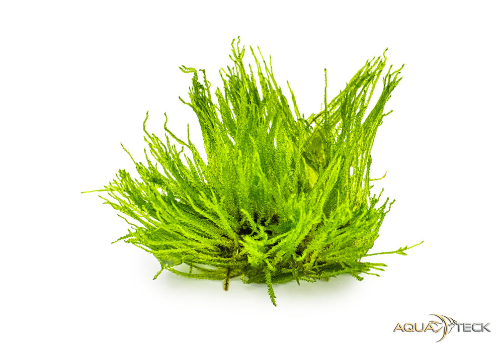 Taxiphyllum sp. 'spiky moss' (InVitro)