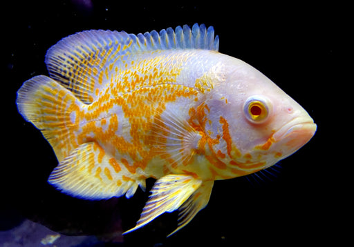 Tiger Oskar Albino Pfauenaugenbuntbarsch (XL) - Astronotus ocellatus albino