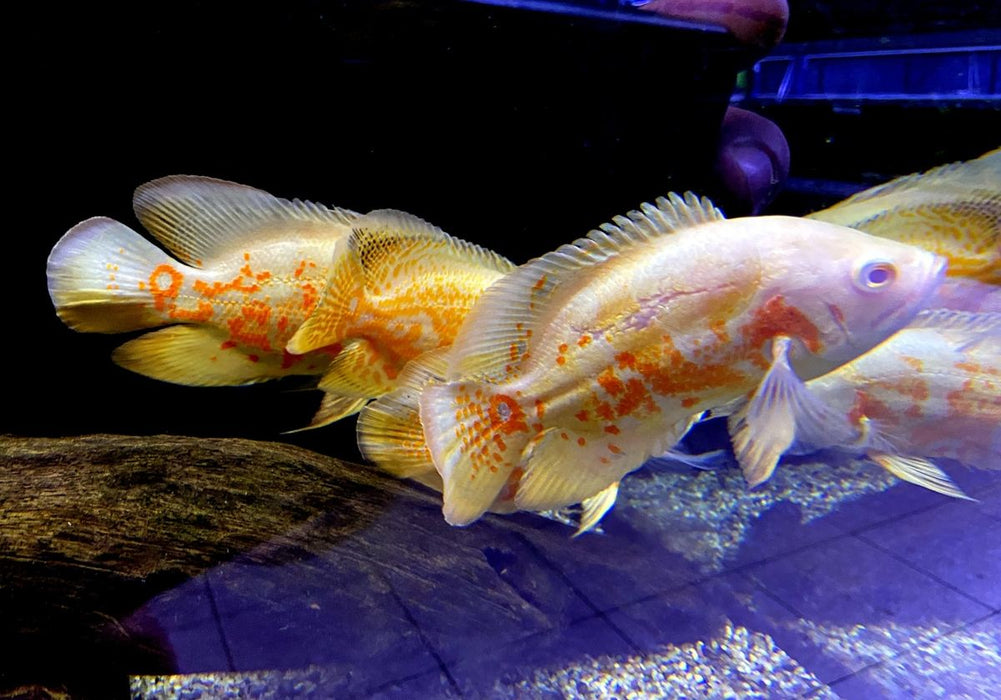 Tiger Oskar Albino Pfauenaugenbuntbarsch (XL) - Astronotus ocellatus albino