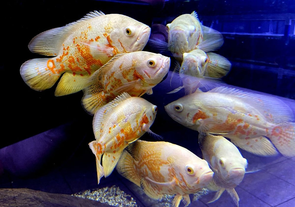 Tiger Oskar Albino Pfauenaugenbuntbarsch (XL) - Astronotus ocellatus albino