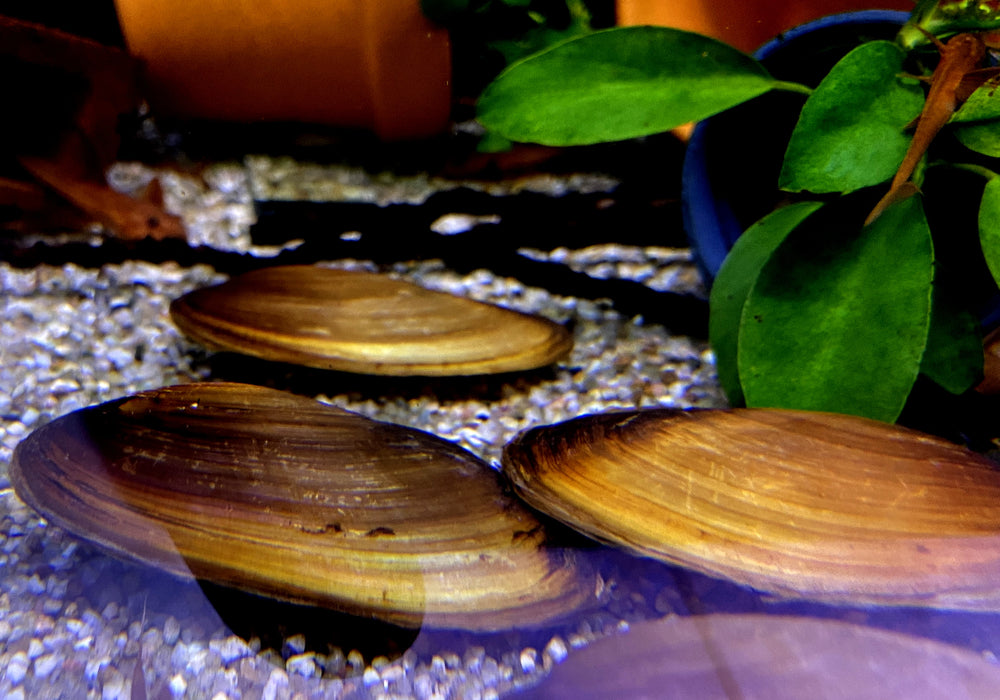 Tropische Süßwassermuschel - Pilsbryoconcha exilis