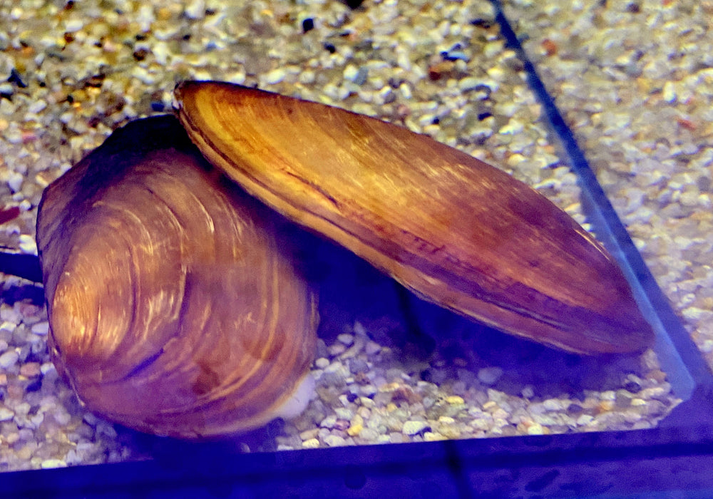 Tropische Süßwassermuschel - Pilsbryoconcha exilis