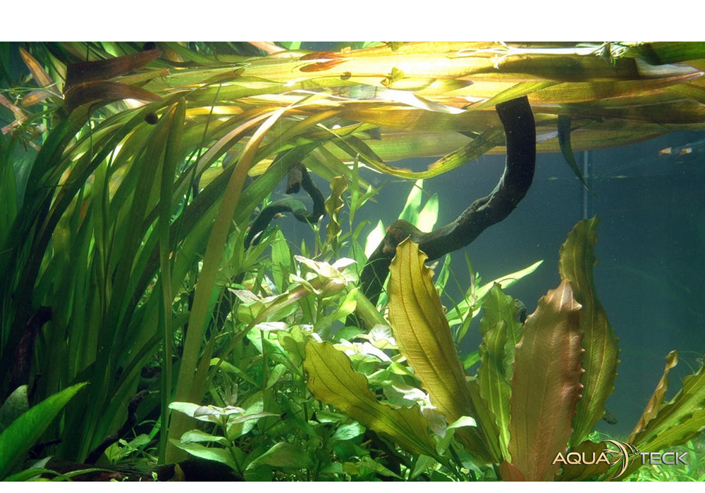 Vallisneria americana 'Gigantea'