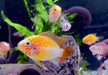 Villavicencio-Zwergbuntbarsch Gold Red Mask - Apistogramma macmasteri