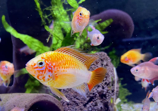 Villavicencio-Zwergbuntbarsch Gold Red Mask - Apistogramma macmasteri