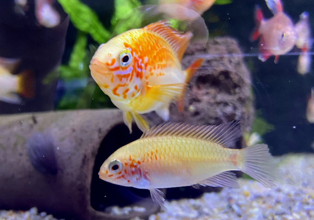 Villavicencio-Zwergbuntbarsch Gold Red Mask - Apistogramma macmasteri