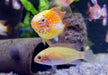 Villavicencio-Zwergbuntbarsch Gold Red Mask - Apistogramma macmasteri
