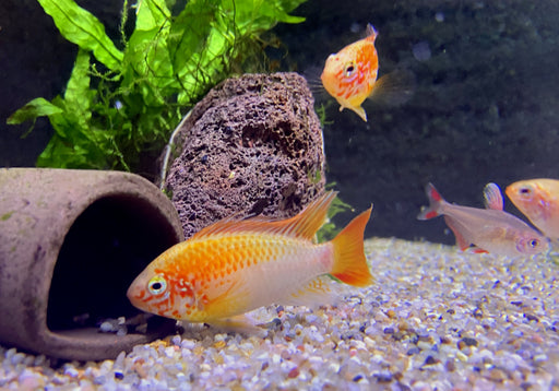 Villavicencio-Zwergbuntbarsch Gold Red Mask - Apistogramma macmasteri