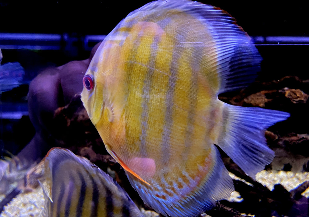 WF-Diskus Green Tefé - Symphysodon aequifasciatus