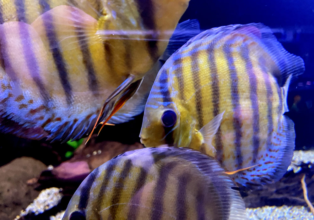 WF-Diskus Green Tefé - Symphysodon aequifasciatus