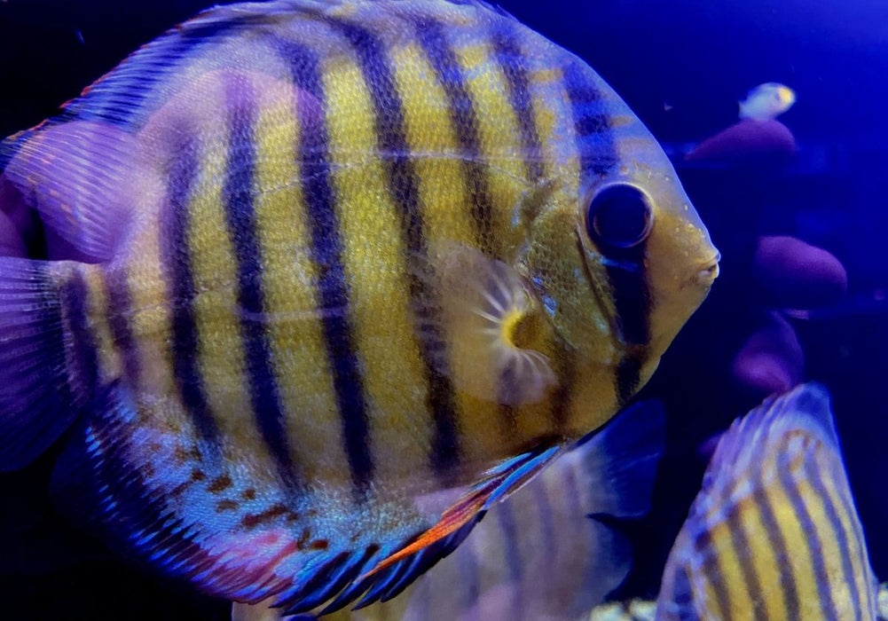 WF-Diskus Green Tefé - Symphysodon aequifasciatus