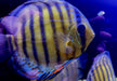 WF-Diskus Green Tefé - Symphysodon aequifasciatus