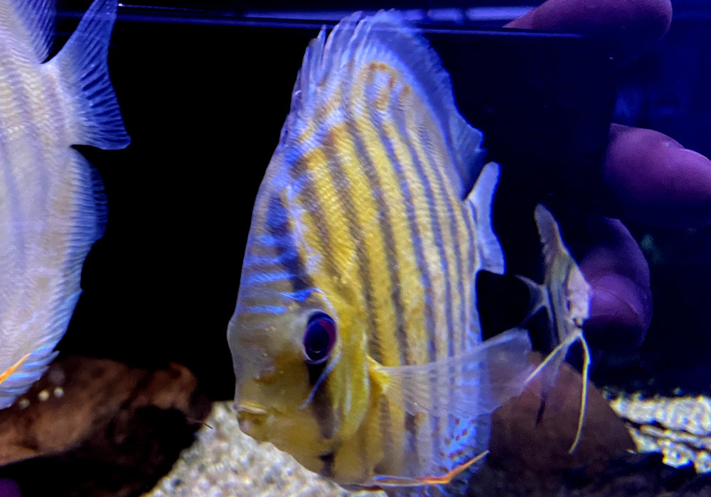 WF-Diskus Green Tefé - Symphysodon aequifasciatus