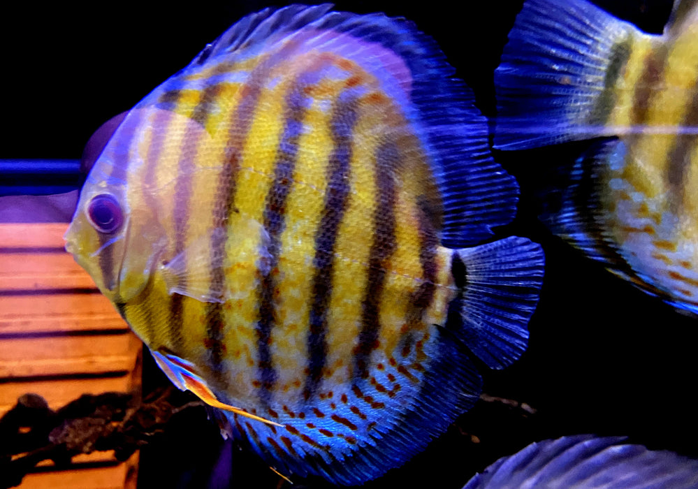 WF-Diskus Green Tefé - Symphysodon aequifasciatus